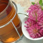 medicinal tea of Red Clover - Trifolium pratense - te - Trifolgio dei Prati rosso