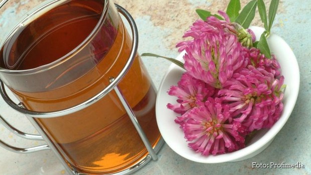 medicinal tea of Red Clover - Trifolium pratense - te - Trifolgio dei Prati rosso