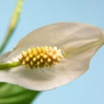 Spathiphyllum wallisii Peace lily