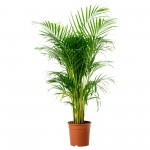 areca palma