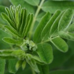 astragalus