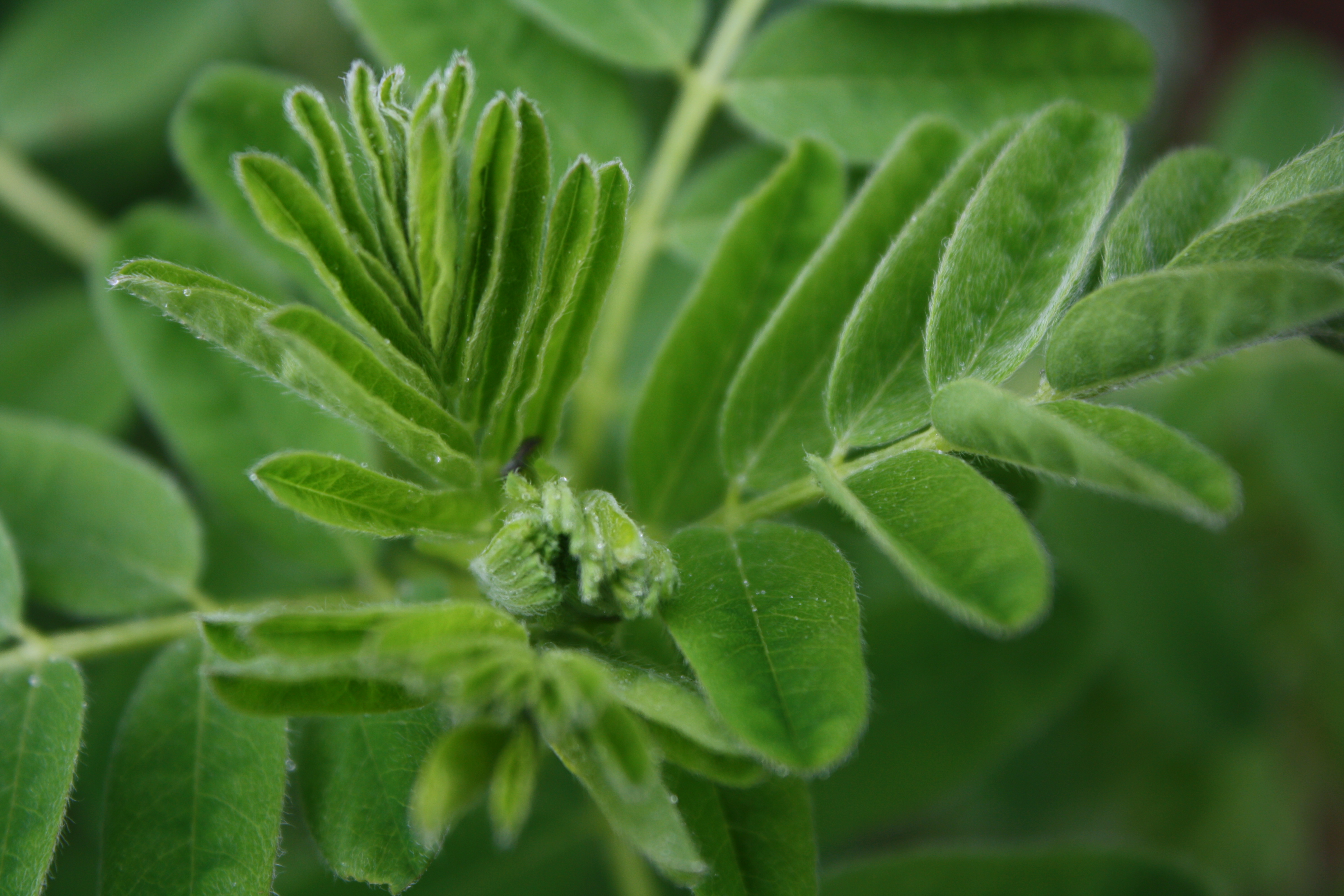 astragalus