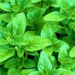 Oregano